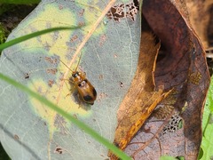 Phyllobrotica quadrimaculata