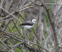 Epthianura albifrons