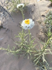 Polycalymma stuartii