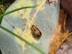 Phyllobrotica quadrimaculata