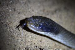 Crotaphopeltis hotamboeia