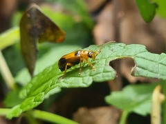 Phyllobrotica quadrimaculata