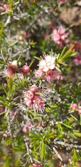 Hypocalymma angustifolium