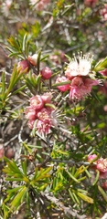 Hypocalymma angustifolium