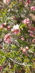 Hypocalymma angustifolium