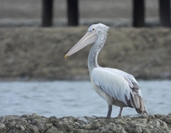 Pelecanus philippensis