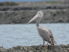 Pelecanus philippensis