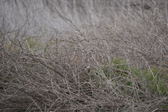 Epthianura albifrons