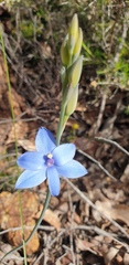 Thelymitra crinita