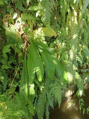 Ixeridium laevigatum