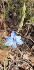 Thelymitra crinita