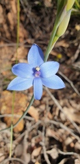 Thelymitra crinita