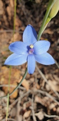 Thelymitra crinita
