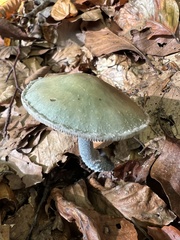 Stropharia aeruginosa