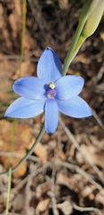 Thelymitra crinita