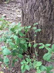 Rauvolfia