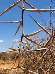 Vachellia drepanolobium