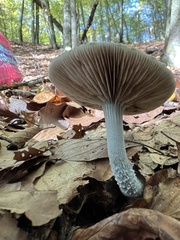 Stropharia aeruginosa