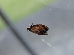 Philocryptica polypodii