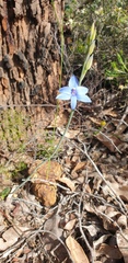 Thelymitra crinita