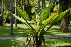 Typhonodorum lindleyanum