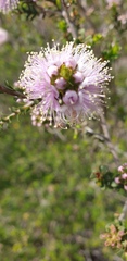 Melaleuca nesophila
