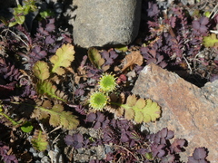 Leptinella dioica