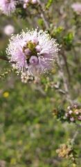 Melaleuca nesophila