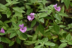 Impatiens aureliana