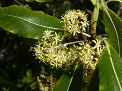 Pittosporum eugenioides