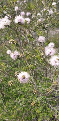 Melaleuca nesophila