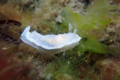 Goniobranchus epicurius