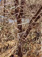 Vachellia drepanolobium