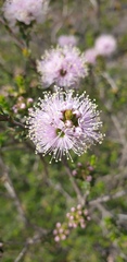 Melaleuca nesophila