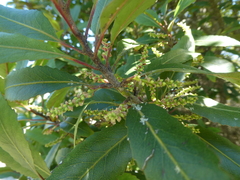 Elaeocarpus hookerianus