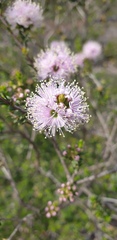 Melaleuca nesophila