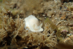 Goniobranchus epicurius
