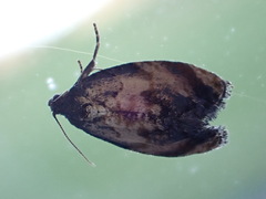 Philocryptica polypodii