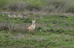 Osphranter robustus erubescens
