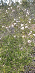 Melaleuca nesophila