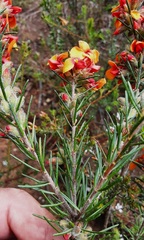 Dillwynia sericea