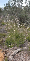 Melaleuca nesophila