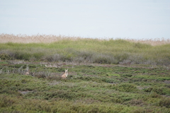 Osphranter robustus erubescens