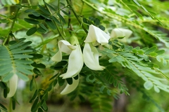Sesbania grandiflora