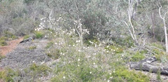 Melaleuca nesophila