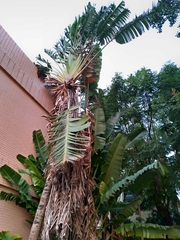 Ravenala madagascariensis