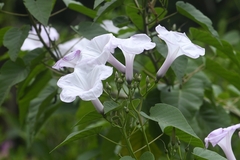 Ipomoea carnea