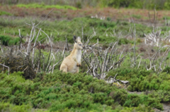 Osphranter robustus erubescens
