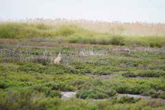 Osphranter robustus erubescens