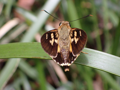 Trapezites symmomus